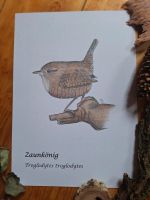 Kunstdruck Zaunkönig/ Vogel Thüringen - Kahla Vorschau