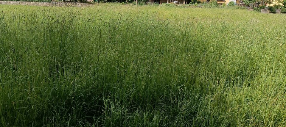 Gartengrundstück Freizeitgrundstück zu verpachten in Tauberbischofsheim