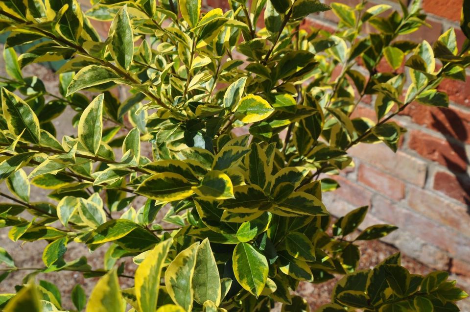 Goldliguster Ligustrum ovalifolium 'Aureum' Hecke Pflanze Garten in Wrist