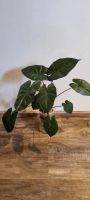 Alocasia Yucatan Princess (Sarawakensis) Pflanze Bayern - Duggendorf Vorschau