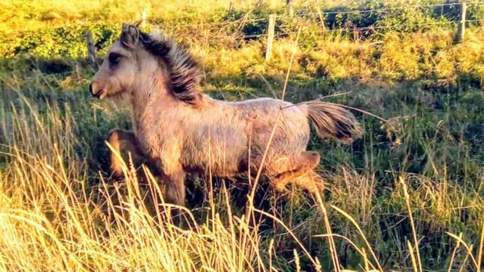 Hochinteressanter, 3j. Erdfarbfalbhengst, Isländer, Islandpferd in Morsbach