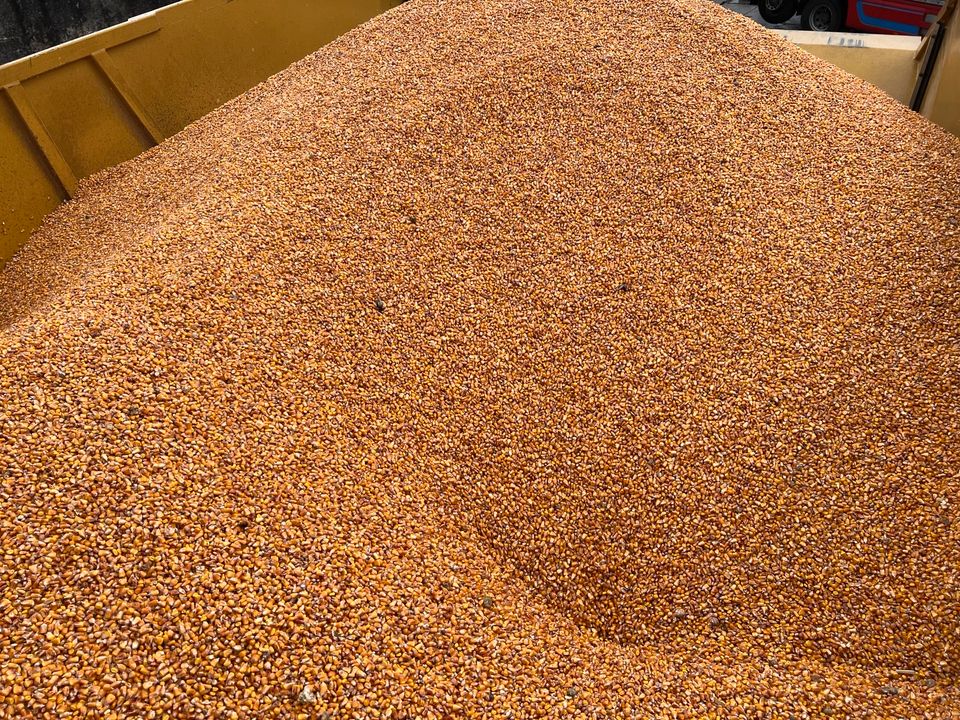 Schroten Getreide Mais Schroten Mahlen Hammermühle Futter CCM in Querfurt