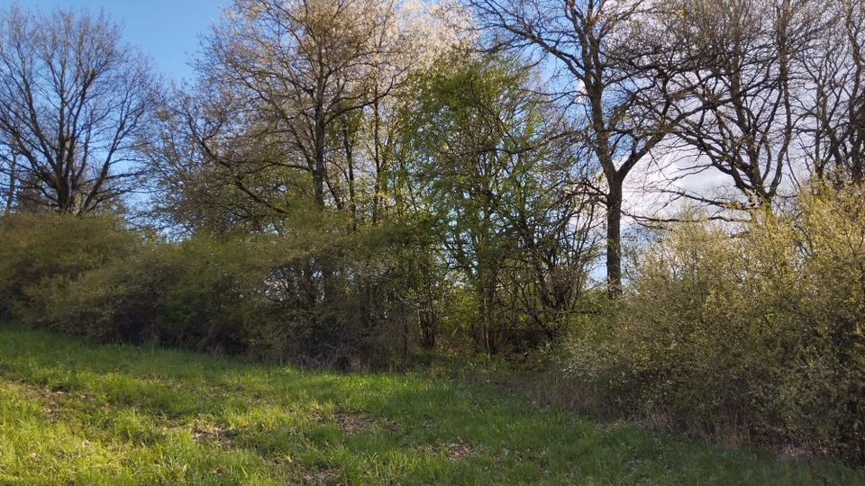 GRUNDSTÜCK für Naturfreunde mit Zufahrt in St. Wendel