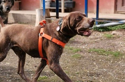 Traumhund BOSCO sucht sein aktives Zuhause in Rottenburg a.d.Laaber