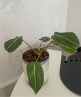 Anthurium Pflanze oder Philodendron Gloriosum Nordrhein-Westfalen - Havixbeck Vorschau