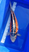 JAPAN KOI SHUSUI FEMALE MARUSEI 60 CM DOITSU VHQ *SONDERPREIS* Brandenburg - Hoppegarten Vorschau