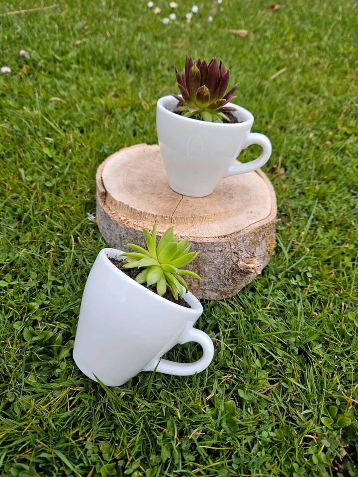 Sempervivum,  Hauswurz, Deko, Landhaus, Espressotasse, DIY in Meiningen