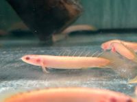 Senegal Flösselhecht Albino 7-9cm  Polypterus senegalus Baden-Württemberg - Rangendingen Vorschau