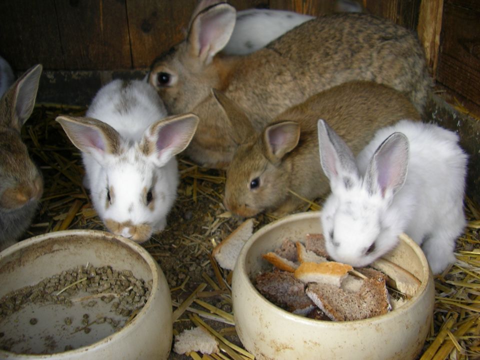 Kaninchen Riesenmix in Gyhum