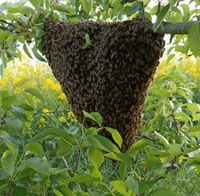 Bienenschwarm, Bienen Deggendorf - Mietraching Vorschau