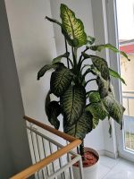 Zimmerpflanze Dieffenbachia 180cm Hessen - Taunusstein Vorschau