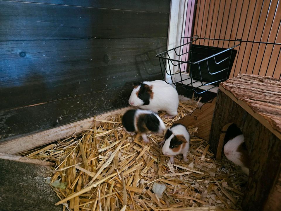 Meerschweinchenbabys abzugeben in Leipzig