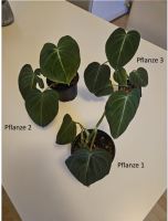 3 Ableger: Philodendron Glorious (Melanochrysum x Gloriosum) Hannover - Herrenhausen-Stöcken Vorschau