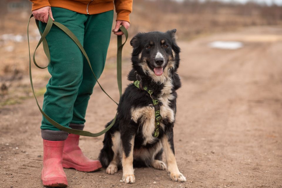 Tierschutz - Daisy sucht ein liebevolles Zuhause! in Berlin