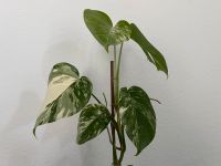 Monstera Deliciosa var. Borsigiana Albo Variegata - Update Bayern - Aschaffenburg Vorschau