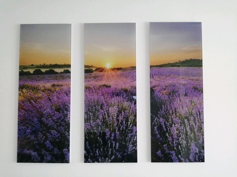Glasbild 3-teilig Lavendel in Heubach