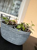 Zimmerpflanze ohne Topf mit neuer Erde Peperomia Luftreiniger Nürnberg (Mittelfr) - Südstadt Vorschau