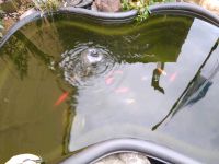 Kleiner Gartenteich mit Pumpe und Goldfische Nordrhein-Westfalen - Oberhausen Vorschau