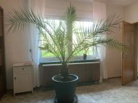 Phoenix Palme 200cm Nordrhein-Westfalen - Bad Berleburg Vorschau