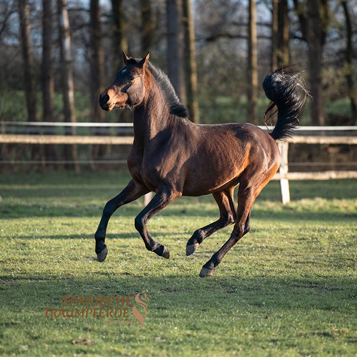 Zauberhafter, charismatischer PRA-Wallach/Reitpferd/Pferd in Traventhal