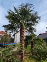 Palme, Hanfpalme, Trachycarpis Fortunei Nordrhein-Westfalen - Bad Salzuflen Vorschau