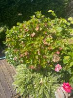 Hortensien Pflanze Blumen Nordrhein-Westfalen - Bottrop Vorschau