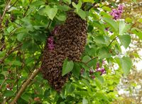 Bienenschwarm Rettung Brandenburg - Hoppegarten Vorschau