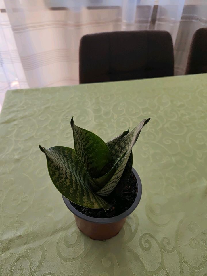 Sansevieria in Teningen