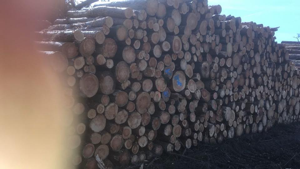 Stammholz Polterholz Brennholz Kaminholz Nadelholz Fichte in Bad Windsheim