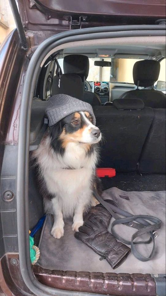 Hundebetreuung Königstein im Taunus in Königstein im Taunus