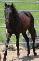 Black Jährling Quarter Horse Wallach Bayern - Schwarzach Vorschau