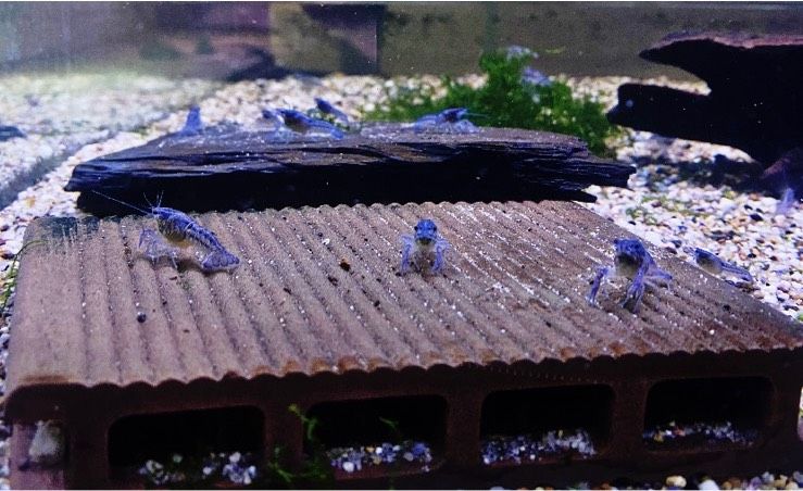 Blauer Floridakrebs - Procambarus alleni ab 6€ NZ ca 3-4cm in Kitzscher