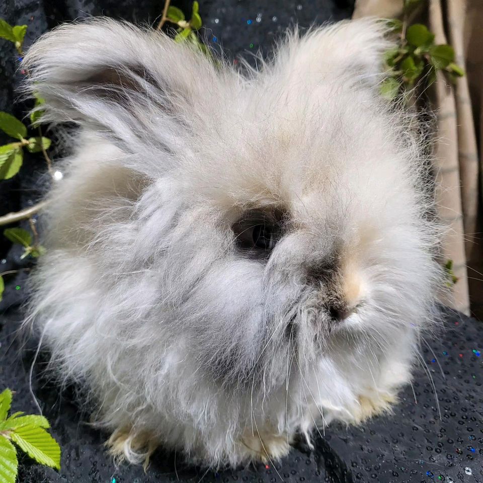 Seltener Englisch Angora Rammler Japaner Harlekin geimpft. in Medebach