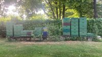Segeberger Bienenzubehör abzugeben Nordrhein-Westfalen - Simmerath Vorschau