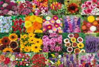Blumensamen und Kräutersamen verschiedene Sorten Leipzig - Leipzig, Zentrum Vorschau