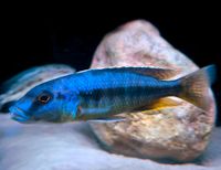 Taeniochromis Holotaenia Malawi Räuber Mecklenburg-Vorpommern - Gützkow Vorschau