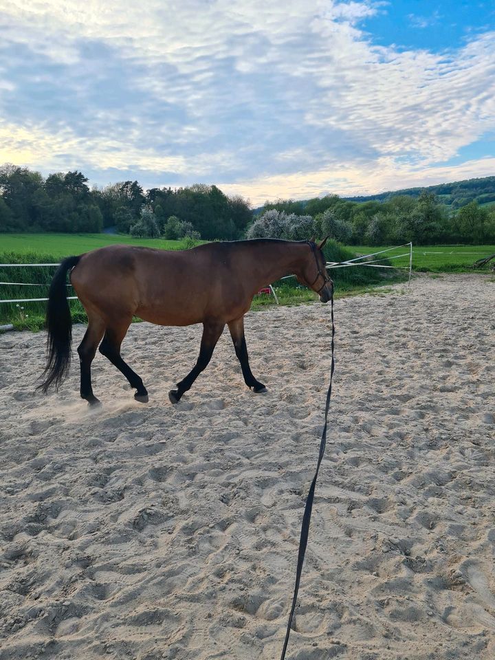 Warmblut Stute in Bischofsheim