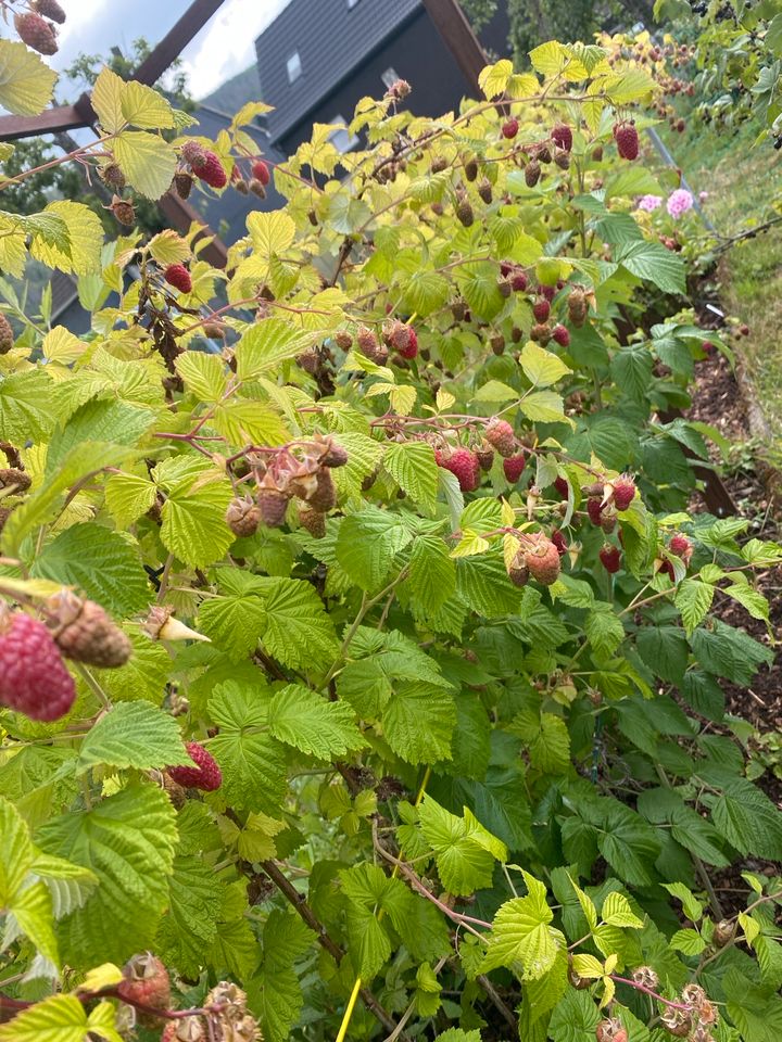 2x kleine Himbeeren Pflanzen ca 20-30 cm Sommerhimbeere in Gummersbach