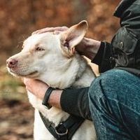 Der liebenswerte Lumi sucht ein Zuhause für immer Niedersachsen - Melle Vorschau