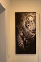 Tiger Bild Nürnberg (Mittelfr) - Oststadt Vorschau