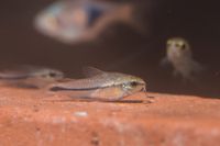 Zwergpanzerwels - Corydoras pygmaeus Niedersachsen - Barsinghausen Vorschau