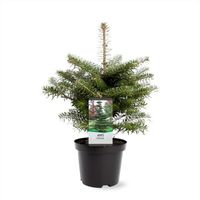 NEU: Winterharte Koreatanne Abies koreana 45-55cm Bonsai-geeignet Nordrhein-Westfalen - Nordkirchen Vorschau