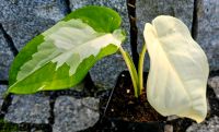 Syngonium Chiapense Variegata - Y10 Hessen - Obertshausen Vorschau