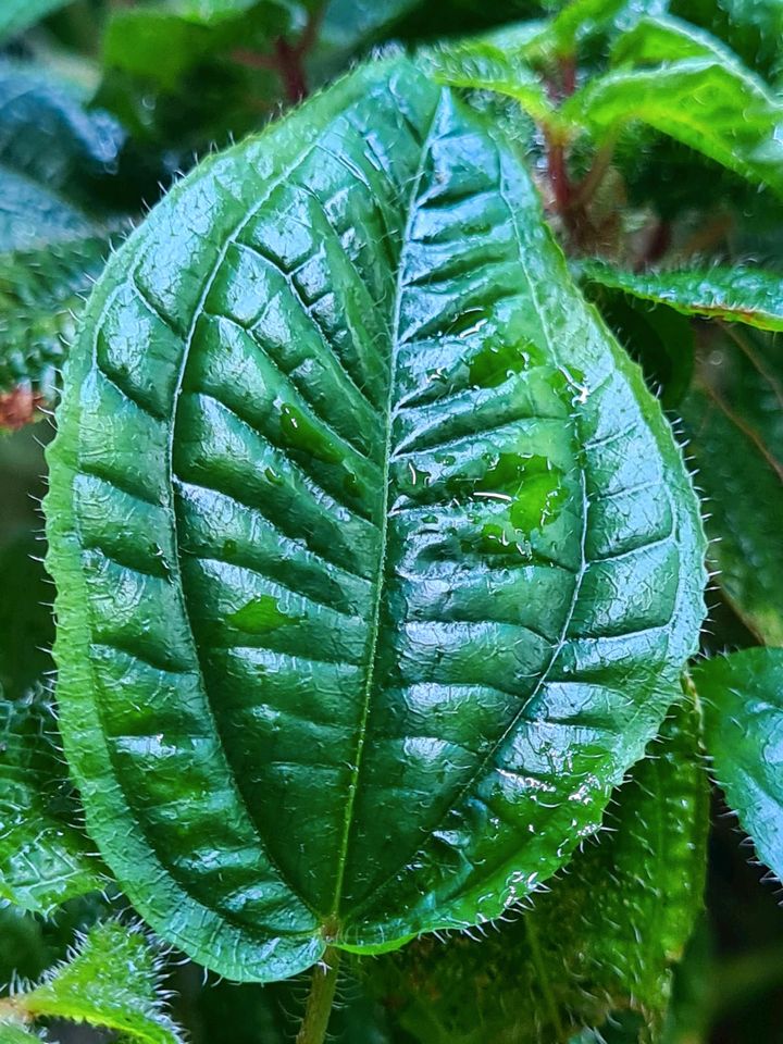 Clidemia hirta, Terrariumpflanze in Pfedelbach