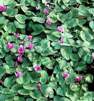 Herbst Alpenveilchen Silverleaf - Cyclamen hederifolium Niedersachsen - Bad Zwischenahn Vorschau