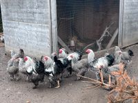 Brahma silbergebändert bruteier Bayern - Tirschenreuth Vorschau