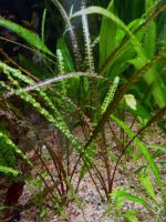 Genoppter Wasserkelch (Cryptocoryne crispatula) von Dennerle Bayern - Aidenbach Vorschau