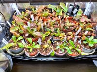 Fleischfressende Pflanzen - Nepenthes - Kannenpflanze Mai 2024 Niedersachsen - Zeven Vorschau