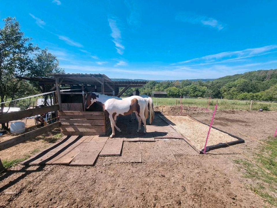 Platz für Stute mit Hengstfohlen 2024 Offenstall Koppel in Kleinblittersdorf