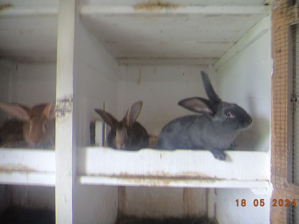 Kaninchen, ungeimpft in Dorfchemnitz